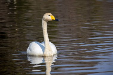 Swans photographed under blue sky