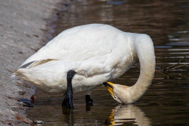 Swans photographed under blue sky
