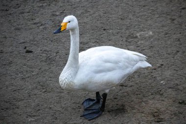 One swan standing on land