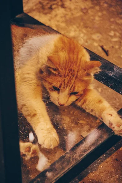 Katze Auf Der Straße — Stockfoto