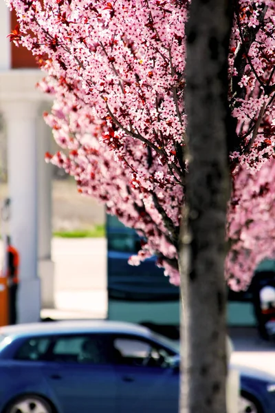 Dağlarda asfalt yolda.