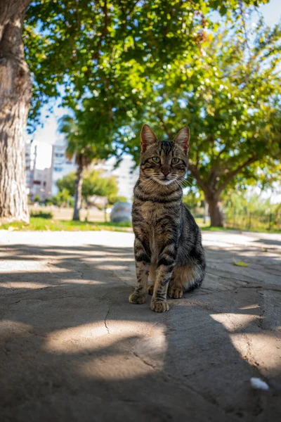 Beautiful Stray Cat Posing — Stock Photo, Image