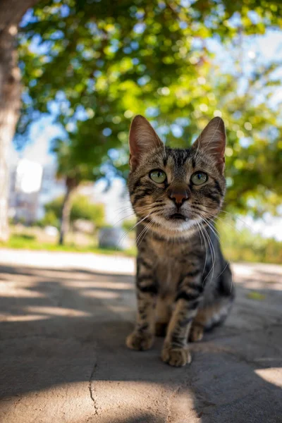 Красивая Бездомная Кошка — стоковое фото