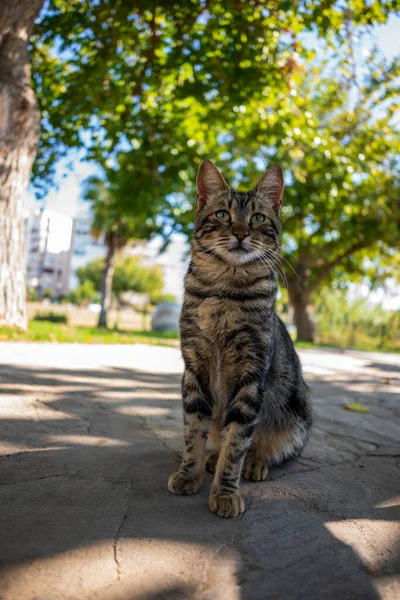 Vacker Herrelös Katt Poserar — Stockfoto