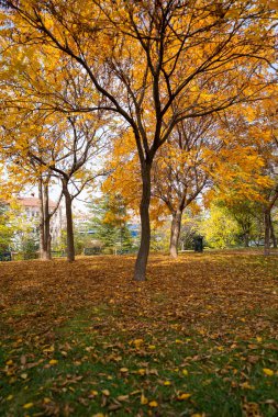 Renkli ağaçlar ve yeşil yapraklı sonbahar manzarası 