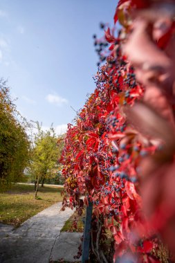 Sonbaharda parkta kamelyalar ve sarmaşıklar