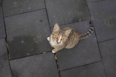 Güzel sokak kedisi pozu