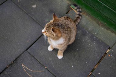 Güzel sokak kedisi pozu