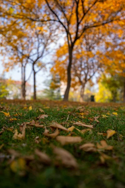 Dry Leaves Falling Grass Park Autumn — Stock Photo, Image