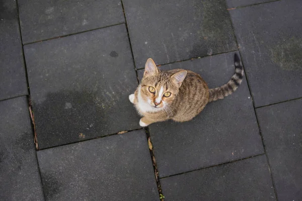 Güzel Sokak Kedisi Pozu — Stok fotoğraf