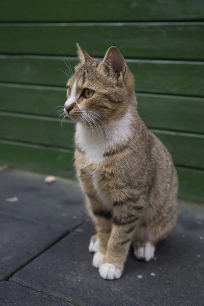 Hermoso Gato Callejero Posando — Foto de Stock