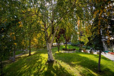 Sonbaharda sararmış yaprakları olan güzel bir ağaç.