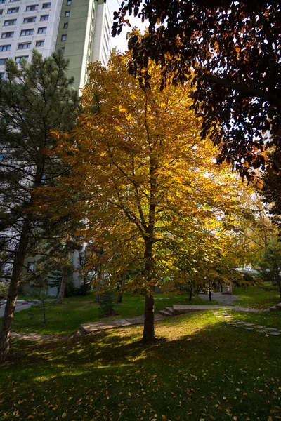 Красивое Дерево Желтыми Листьями Осенью — стоковое фото