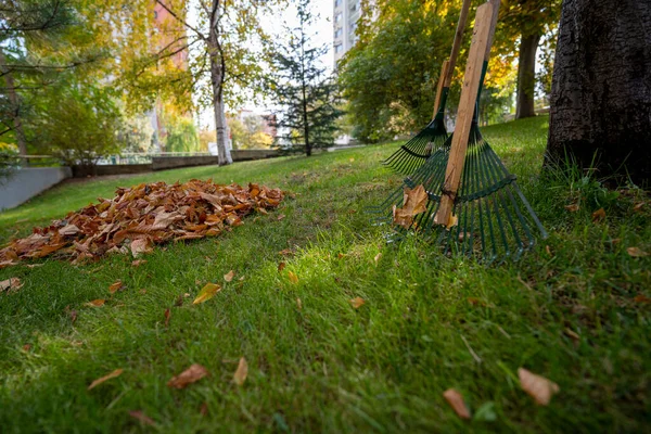 Sonbaharda çimenlerin üzerinde kuru yapraklar topladım ve ağaca yaslanmış tırmıklar topladım.