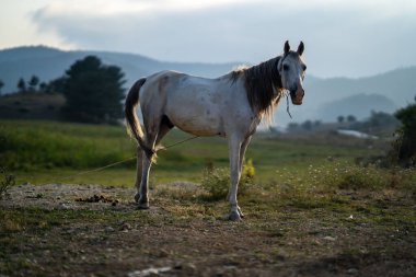 Vahşi ve güzel beyaz at doğada dolaşıyor.
