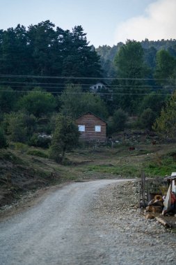 Toprak yolun sonundaki ağaçların arasındaki ağaç ev.