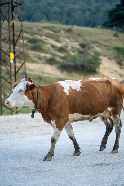 Beautiful cow walking on the road
