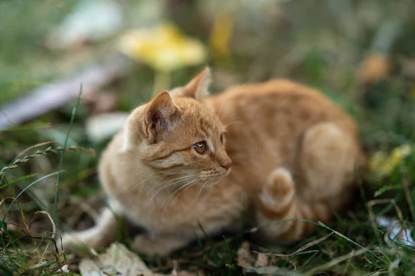 Vacker Gul Katt Grönskan — Stockfoto