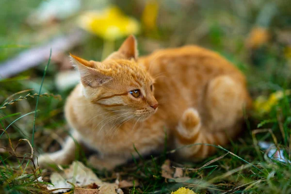 Gyönyörű Sárga Macska Sétál Növényzetben — Stock Fotó