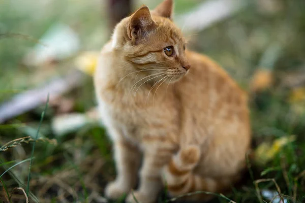 Hermoso Gato Amarillo Caminando Vegetación —  Fotos de Stock