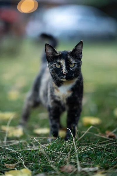 Beautiful Black Cat Walking Greenery — Stock Photo, Image