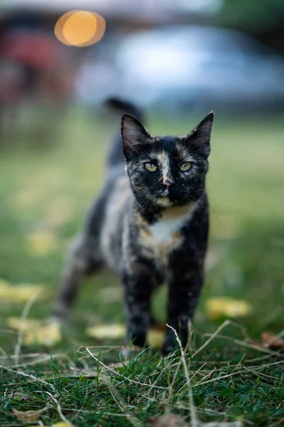 Yeşillikte Yürüyen Güzel Kara Kedi — Stok fotoğraf