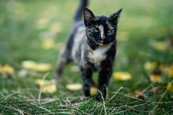 Kucing Hitam Yang Cantik Berjalan Hijau — Stok Foto