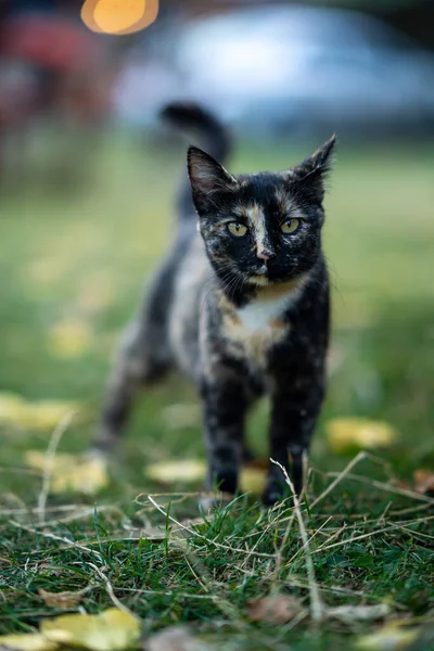 아름다운 고양이가 초원을 — 스톡 사진