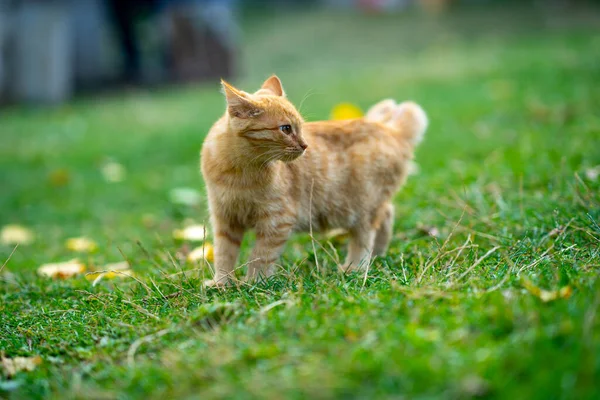 Gato Amarelo Bonito Andando Vegetação — Fotografia de Stock