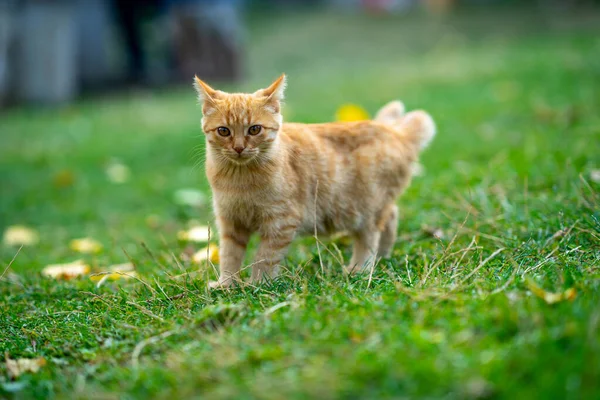 Bellissimo Gatto Giallo Che Cammina Nel Verde — Foto Stock