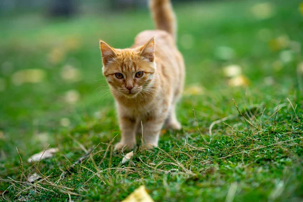 Kucing Kuning Yang Cantik Berjalan Hijau — Stok Foto