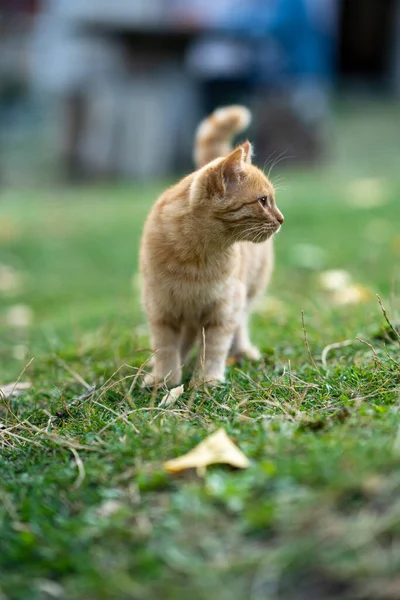 Желтая Кошка Гуляющая Зеленому — стоковое фото