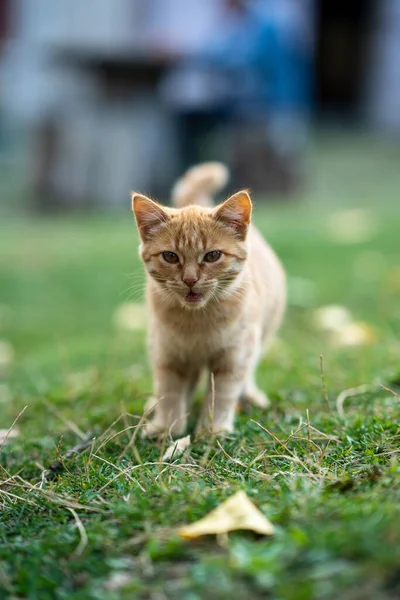 Желтая Кошка Гуляющая Зеленому — стоковое фото