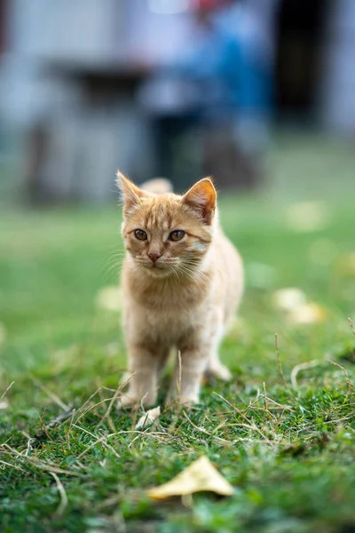 緑の中を歩く美しい黄色の猫 — ストック写真