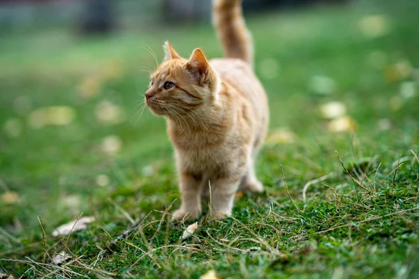 Güzel sarı kedi yeşillikte yürüyor