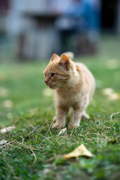 Beautiful Yellow Cat Walking Greenery — Stock Photo, Image