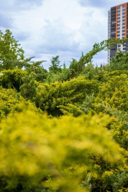 Parktaki yeşil çalılar