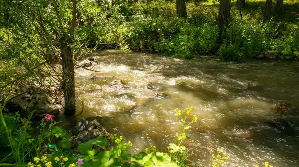 Nehir nehri yeşil ormandan akıyor.