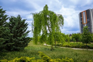 Şehir parkında yeşil ağaç