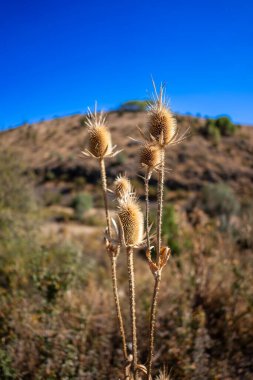Bahçedeki güzel çiçekler