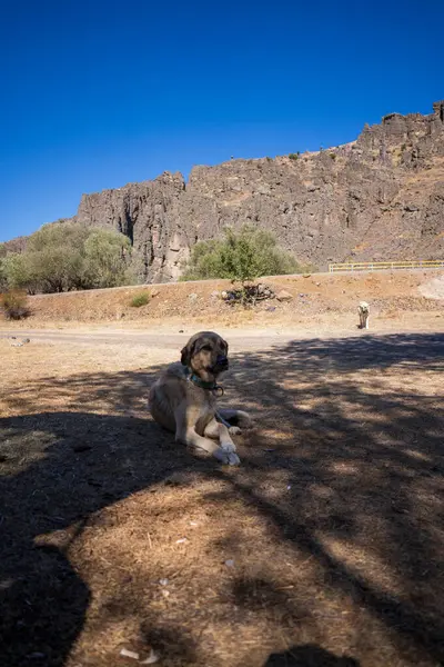 Köpek çölün ortasında yerde yatıyordu.