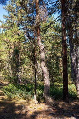 Yazın güneşli bir günde orman