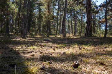 Çam ağaçları ve otlarla kaplı orman