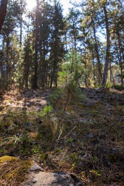 çam ormanı içinde sabah güneşi
