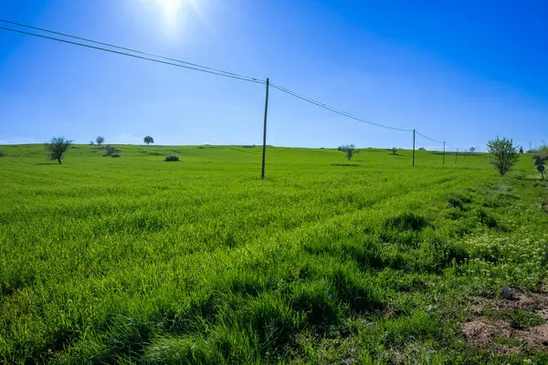 yeşil çimenler ve mavi bir gökyüzü