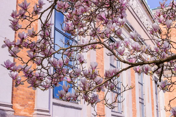 Pink magnolia flowers against the building