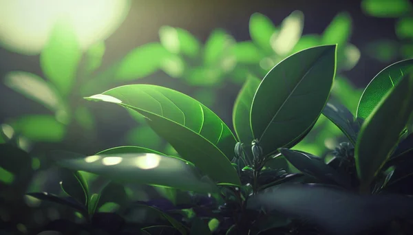 Green tea leaves illuminated by the rays of the sun