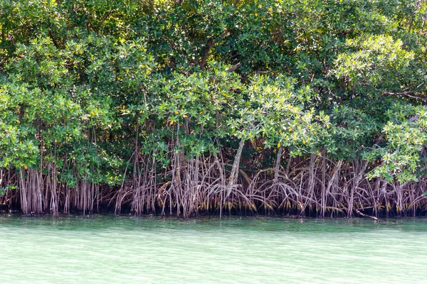 Stock image Mangrove forests near Cancun on the Yucatan Peninsula in Mexico