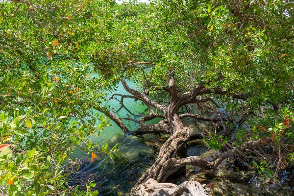 Mangrovenwälder Der Nähe Von Cancun Auf Der Halbinsel Yucatan Mexiko — Stockfoto