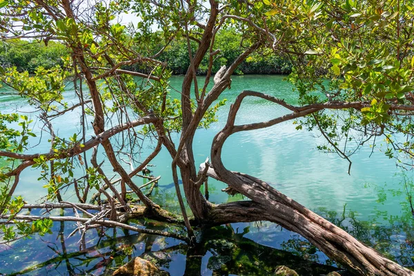 Mangrovenwälder Der Nähe Von Cancun Auf Der Halbinsel Yucatan Mexiko — Stockfoto